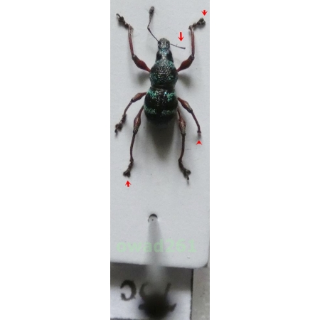 Neopyrgops sp. Heller, 1913 Philippines75c